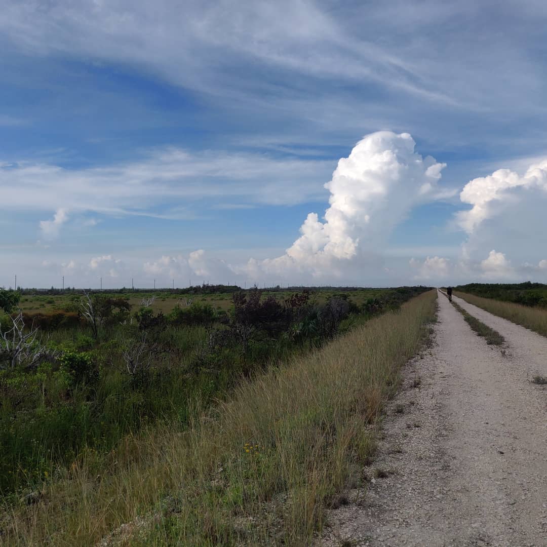 Dirt road through the Everglades.