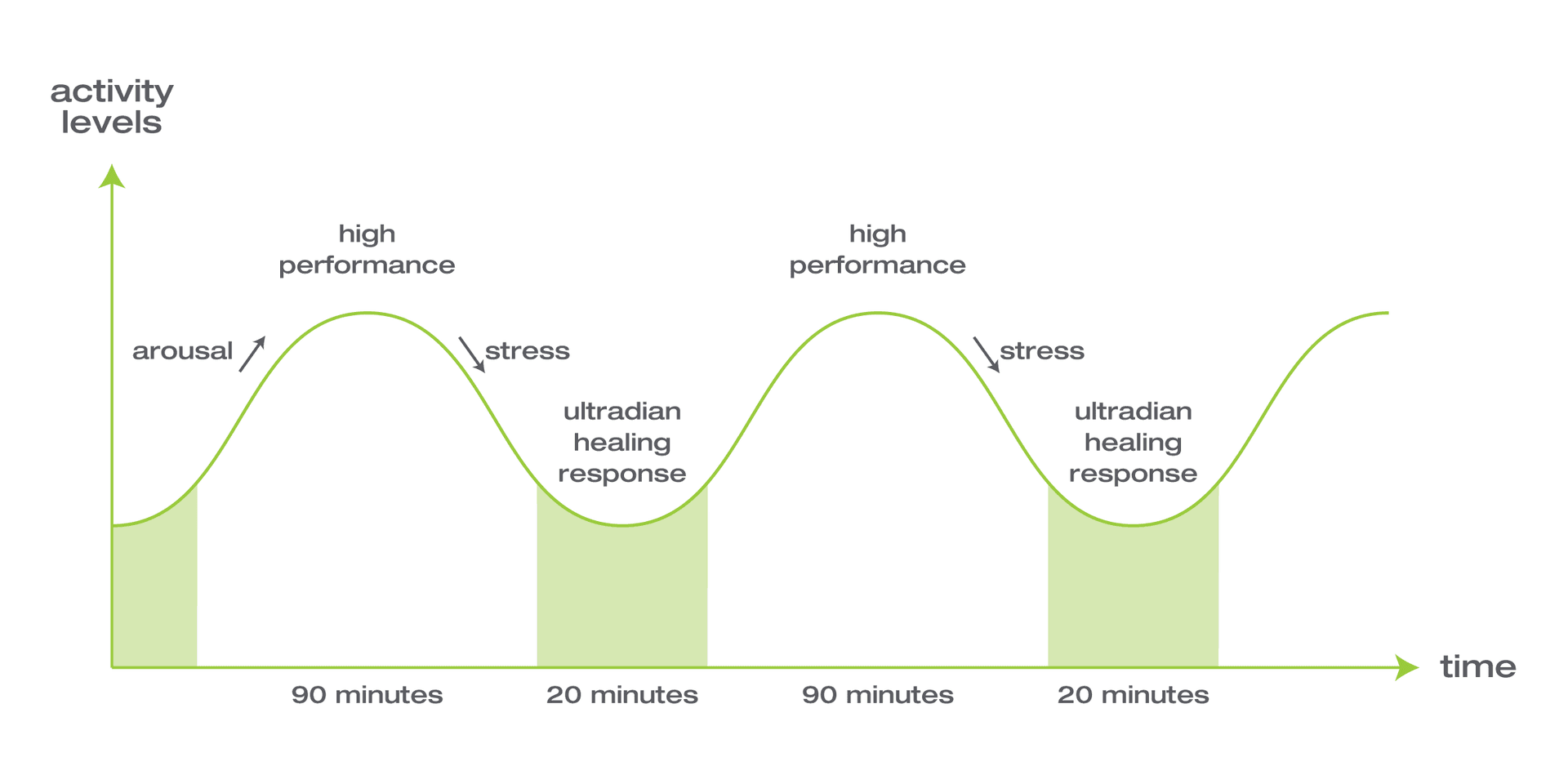 Ultradian Rhythm